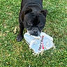 dog, black_dog, grass, outdoor, pet, animal, playful, plastic_bag, mouth, lawn, nature, canine, curious, standing, daylight, greenery, chewing, mischief, fun, companion