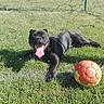dog, black_dog, grass, soccer_ball, outdoor, sunny, pet, tongue_out, playing, lying_down, field, happy, canine, summer, nature, animal, sport, resting, fun, leisure