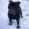 Magnum a rejoint le concours — aidez-le/la à gagner de superbes lots ! dog, black_dog, snow, winter, outdoor, pet, animal, canine, tongue_out, snowflakes, cold, playful, fur, nature, standing, cute, muzzle, collar, grass, winter_day