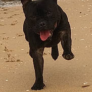 Magnum participe au concours pour gagner de l'argent avec cette photo : dog, black_dog, beach, sand, rocks, water, running, tongue_out, outdoor, pet, animal, energetic, playful, daytime, nature, canine, happy, motion, ears_up, shore