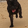 dog, black_dog, beach, sand, rocks, water, running, tongue_out, outdoor, pet, animal, energetic, playful, daytime, nature, canine, happy, motion, ears_up, shore