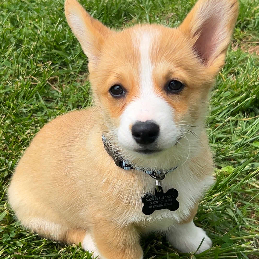 Jax is registered to the contest to win money with this photo: accessories, animal, canine, chihuahua, dog, field, grass, grassland, green, hound, husky, lawn, nature, outdoors, pet, plant, puppy, strap, whitedog, yard