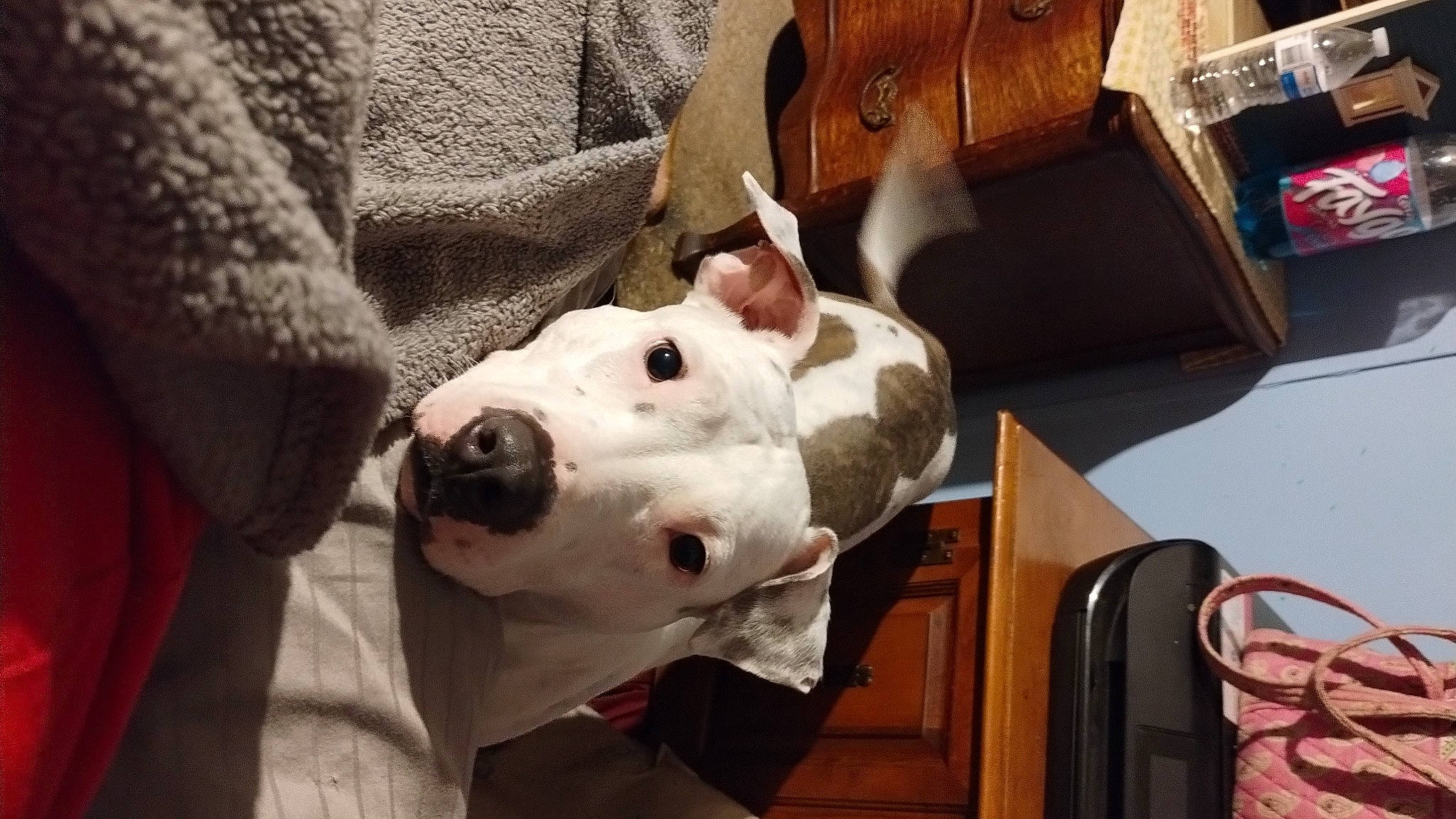 Satvia is registered to the contest to win money with this photo: box, bull_terrier, canidae, carnivore, collar, comfort, companion_dog, dog, dog_breed, ear, eye, fawn, fur, old_english_terrier, shipping_box, snout, sporting_group, whiskers, wood, working_animal