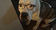Bull Myers Thomas joined the competition — help win amazing prizes! dog, glasses, indoor, brown_floor, wall, white_dog, brindle_patch, pet, sitting, looking_up, curious, canine, animal, house, floor, paws, snout, ears, furniture_leg, shadow