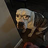 dog, glasses, indoor, brown_floor, wall, white_dog, brindle_patch, pet, sitting, looking_up, curious, canine, animal, house, floor, paws, snout, ears, furniture_leg, shadow