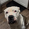 Bull Myers Thomas joined the competition — help win amazing prizes! dog, pet, canine, white, brindle, floor, wooden_floor, indoor, kitchen, cabinet, mat, looking_up, sitting, animal, companion, friendly, portrait, domestic, cute, face