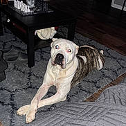 Bull Myers Thomas is registered to the contest to win money with this photo: dog, indoor, rug, chessboard, table, wood_floor, pet, animal, crossed_paws, brindle_coat, white_dog, living_room, furniture, relaxed, domestic, canine, flooring, home, playful, quiet