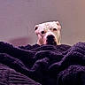 Bull Myers Thomas joined the competition — help win amazing prizes! dog, pet, blanket, texture, purple, curious, face, indoor, cozy, fur, animal, portrait, looking, cute, snout, ears, head, soft_light, home, resting