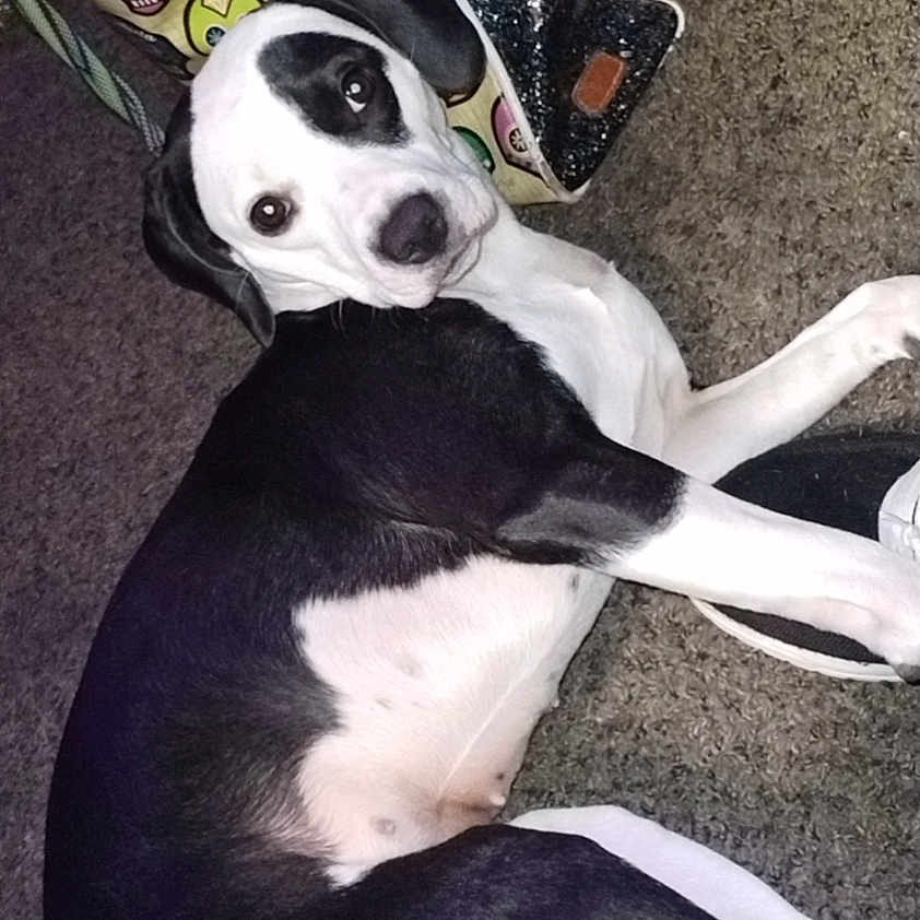 Saylee joined the competition — help win amazing prizes! animal, bag, black_and_white, carpet, closeup, companion, cute, dog, domestic, floor, fur, indoor, looking_up, lying_down, patterned_bag, pet, resting, shoe, skull_design, sparkly_shoe