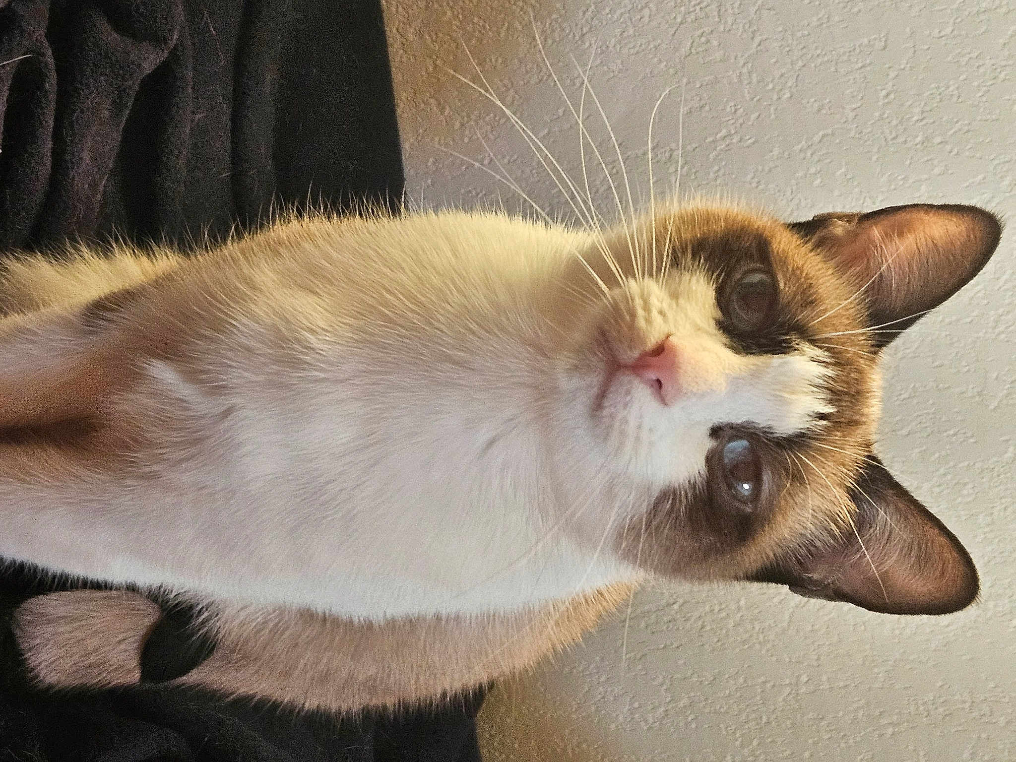 Mélia