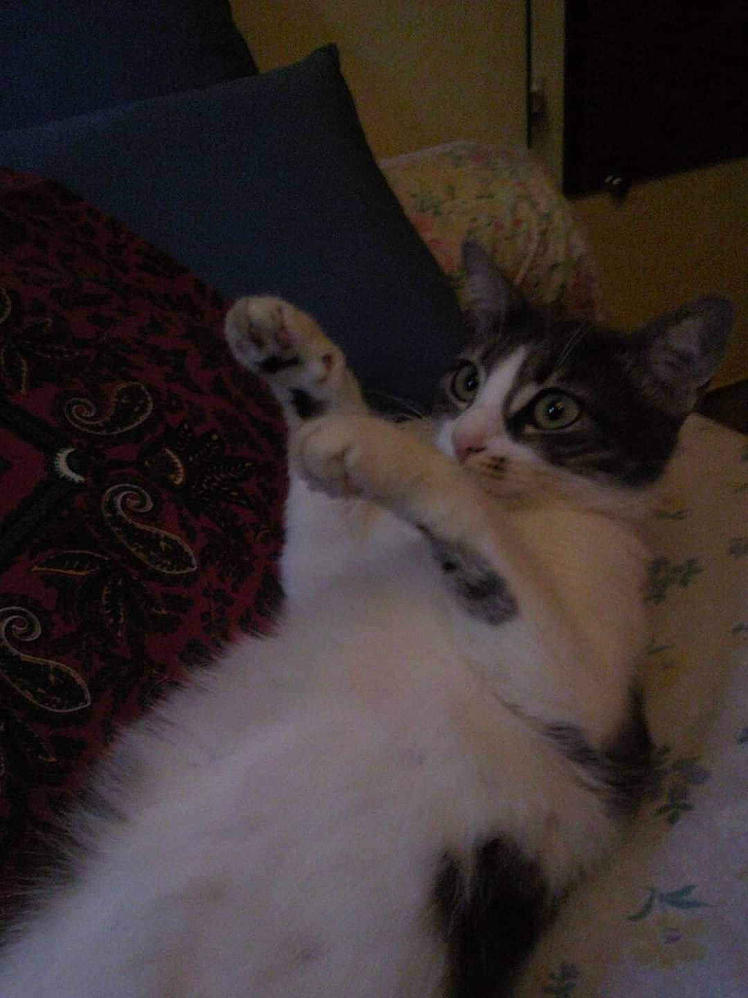 Grisette a rejoint le concours — aidez-le/la à gagner de superbes lots ! bed, carnivore, cat, claw, comfort, couch, domestic_short_haired_cat, door, felidae, fur, grey, linens, paw, picture_frame, pillow, room, small_to_medium_sized_cats, tail, whiskers, window