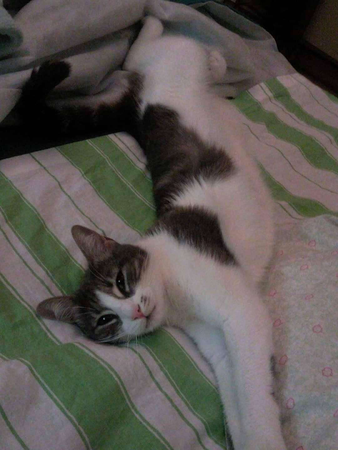 Grisette a rejoint le concours — aidez-le/la à gagner de superbes lots ! carnivore, cat, claw, comfort, domestic_short_haired_cat, eye, felidae, fur, nap, paw, small_to_medium_sized_cats, tail, whiskers