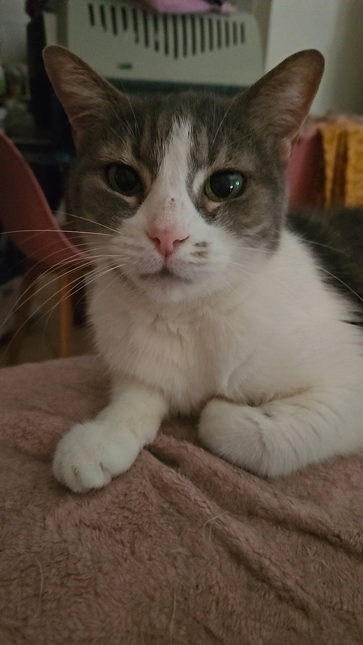 Grisette participe au concours pour gagner de l'argent avec cette photo : carnivore, cat, claw, domestic_short_haired_cat, eye, felidae, foot, fur, paw, small_to_medium_sized_cats, tail, whiskers