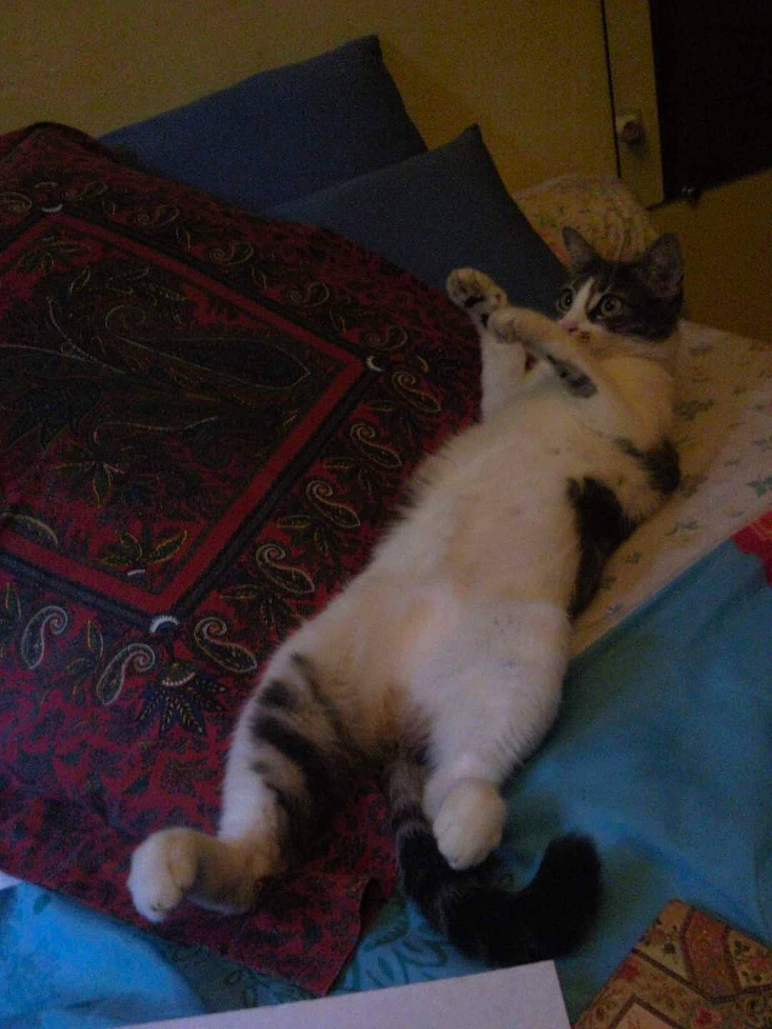 Grisette participe au concours pour gagner de l'argent avec cette photo : carnivore, cat, claw, comfort, companion_dog, domestic_short_haired_cat, fawn, felidae, flooring, fur, grey, hardwood, linens, paw, room, small_to_medium_sized_cats, snout, tail, whiskers, wood