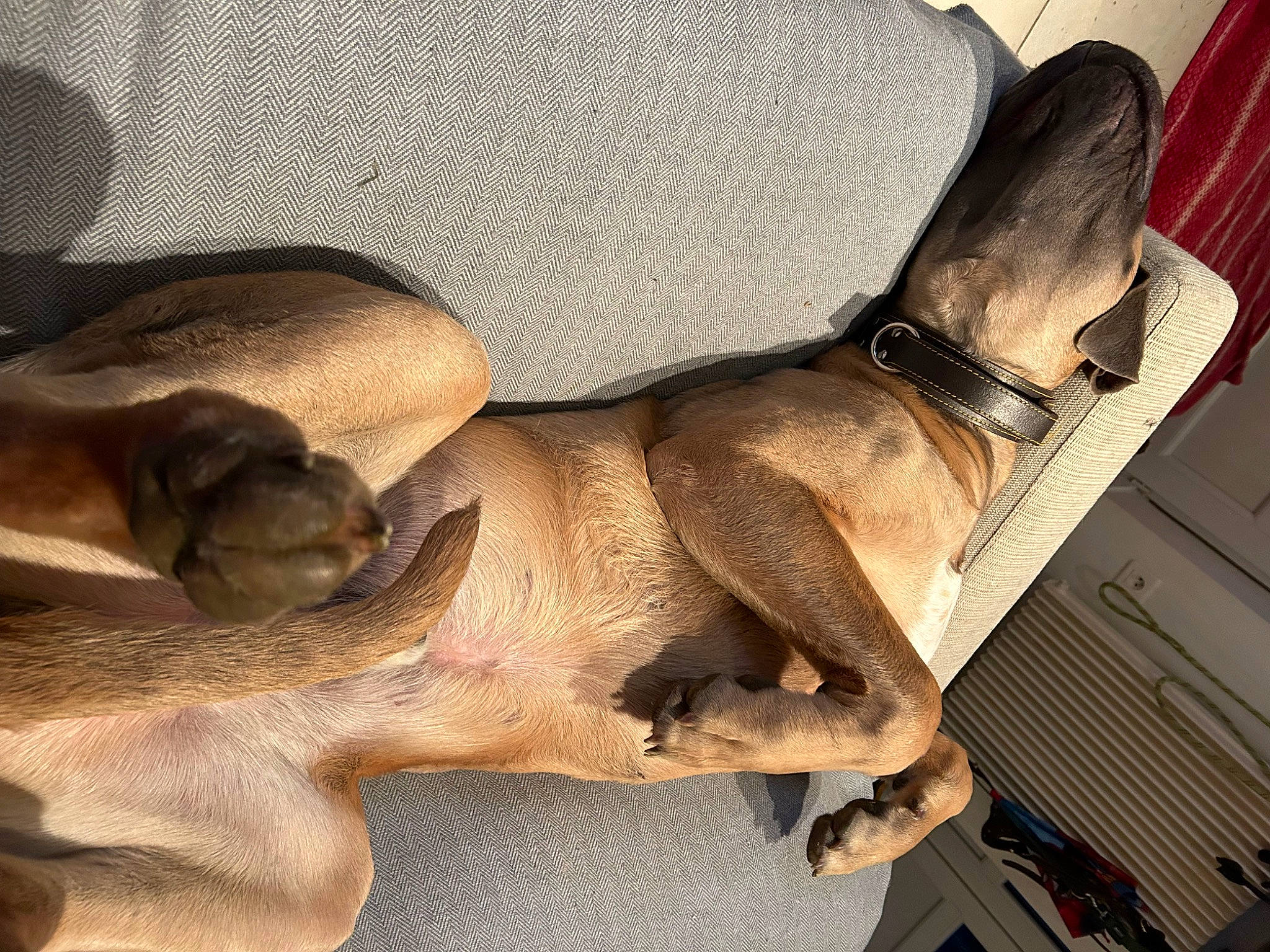 Patton a rejoint le concours — aidez-le/la à gagner de superbes lots ! auto_part, automotive_design, car_seat, car_seat_cover, carnivore, comfort, dog_breed, fawn, fur, human_leg, metal, sculpture, thigh, vehicle, vehicle_door, window, wood