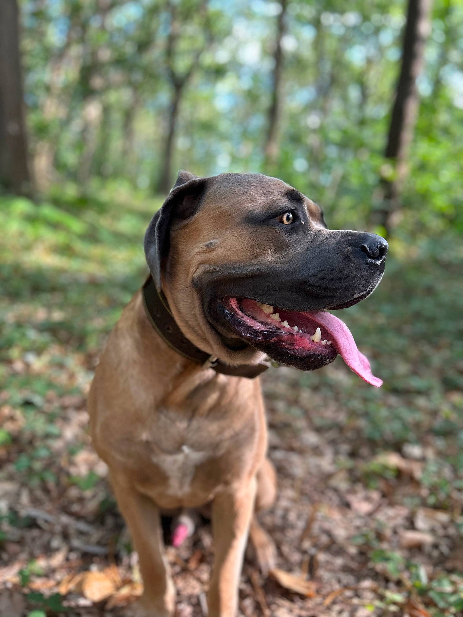 Patton participe au concours pour gagner de l'argent avec cette photo : adventure, canidae, carnivore, collar, companion_dog, dog, dog_breed, dog_collar, guard_dog, gun_dog, liver, molosser, plant, snout, sporting_group, terrestrial_animal, tree, whiskers, working_animal, working_dog