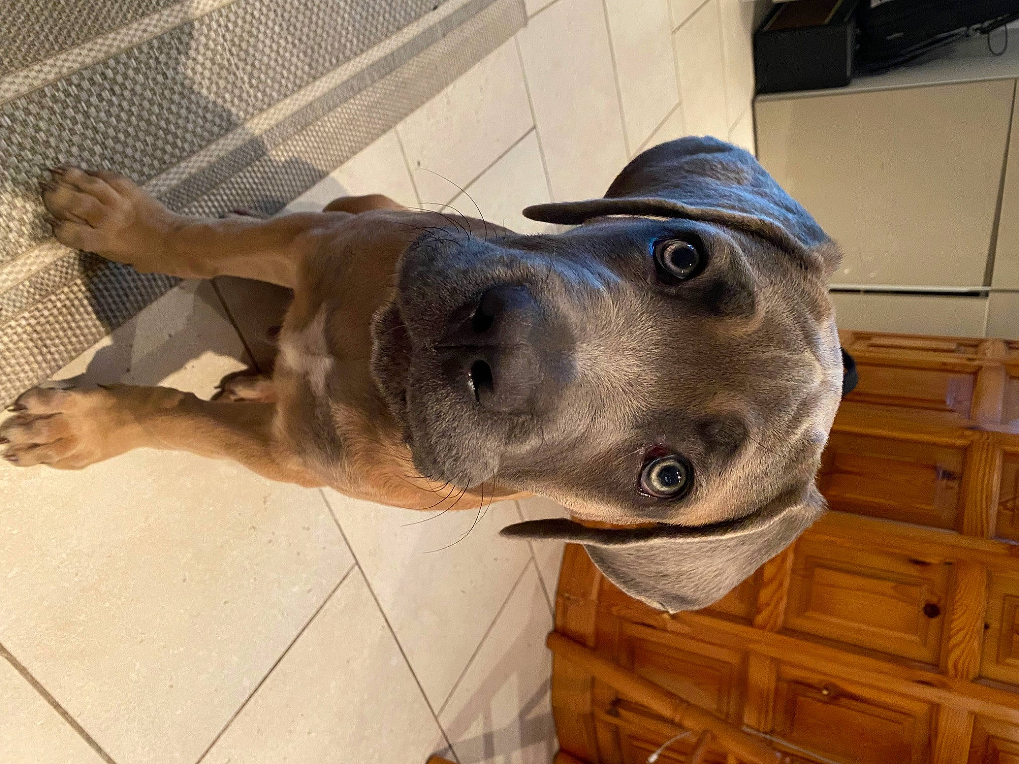 Patton a rejoint le concours — aidez-le/la à gagner de superbes lots ! carnivore, collar, companion_dog, dog, dog_breed, dog_collar, ear, fence, fur, guard_dog, hardwood, liver, mesh, pet_supply, sculpture, snout, sporting_group, whiskers, wood, working_animal