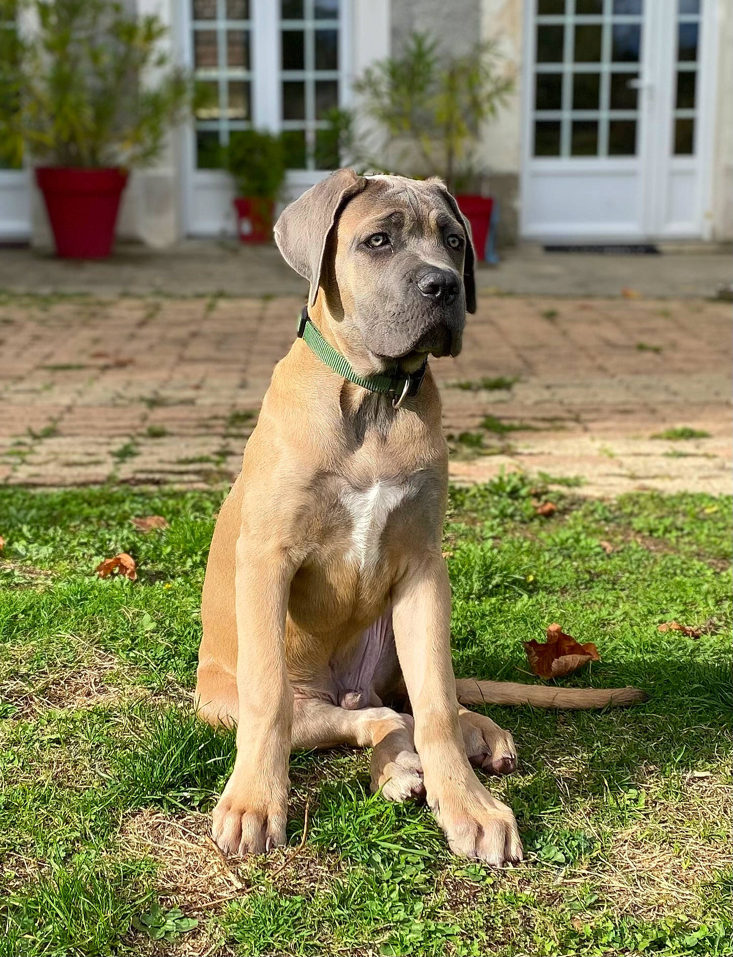 Patton a rejoint le concours — aidez-le/la à gagner de superbes lots ! building, canidae, carnivore, collar, companion_dog, dog, dog_breed, dog_collar, door, fawn, flowerpot, grass, groundcover, houseplant, pet_supply, plant, snout, sporting_group, window, working_animal