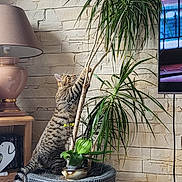 Pepsi a rejoint le concours — aidez-le/la à gagner de superbes lots ! cat, curiosity, decor, floor_tiles, furniture, greenery, houseplant, indoor, lamp, living_room, love_family, pet, plant, playful, pot, sign, stone_wall, tabby_cat, television, wooden_table