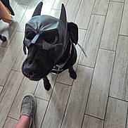 Bernadette joined the competition — help win amazing prizes! animal, batman_mask, black_dog, canine, companion, costume, cute, dog, domestic_animal, floor, footwear, funny, human_leg, indoor, looking_up, mask, pet, pet_accessory, slippers, tile_floor