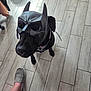 animal, batman_mask, black_dog, canine, companion, costume, cute, dog, domestic_animal, floor, footwear, funny, human_leg, indoor, looking_up, mask, pet, pet_accessory, slippers, tile_floor