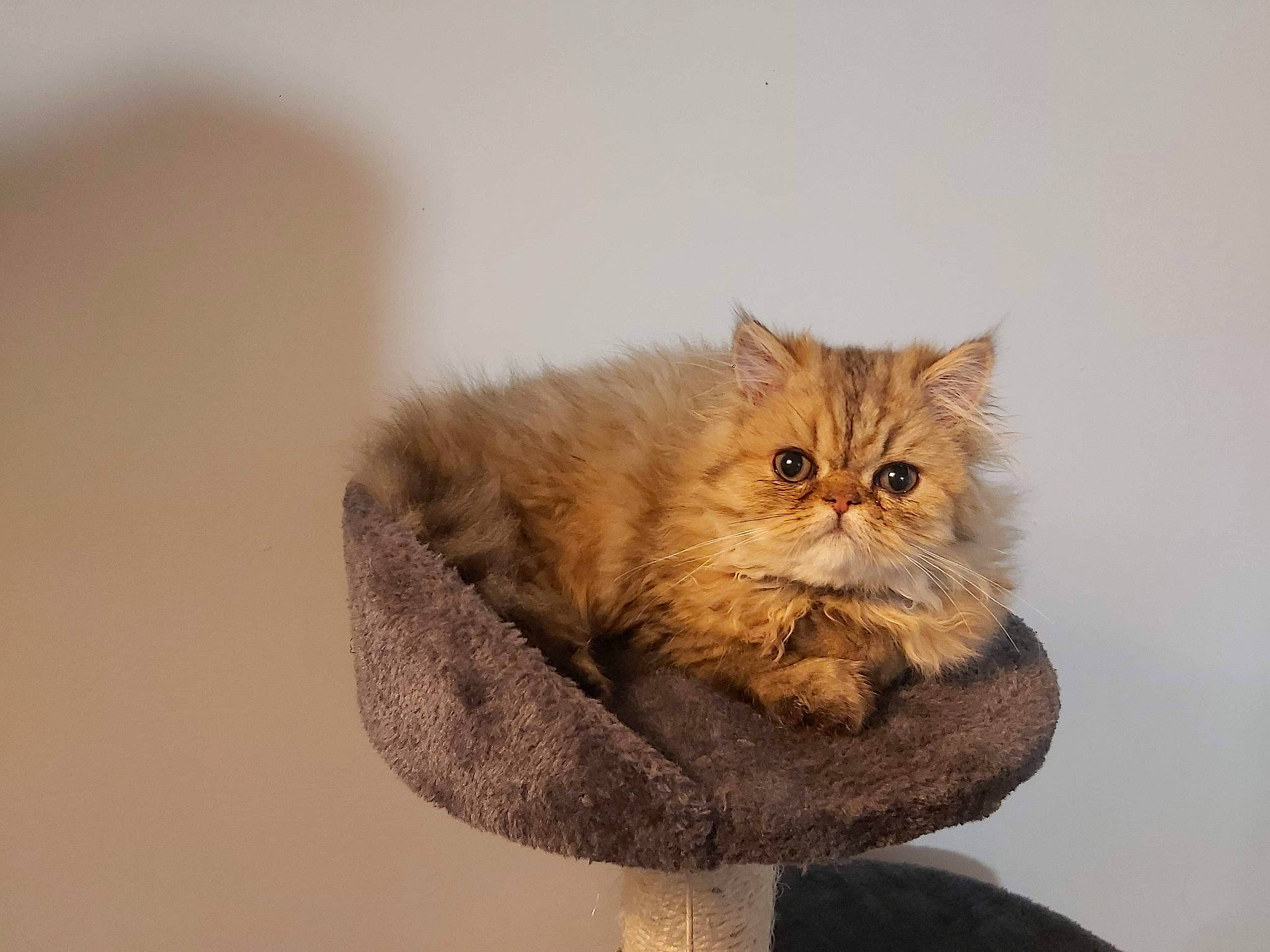 Cloe a rejoint le concours — aidez-le/la à gagner de superbes lots ! asian_semi_longhair, british_longhair, british_semi_longhair, carnivore, cat, domestic_long_haired_cat, fawn, felidae, fur, kitten, maine_coon, mammal, napoleon_cat, norwegian_forest_cat, persian, ragamuffin, siberian, small_to_medium_sized_cats, tail, whiskers