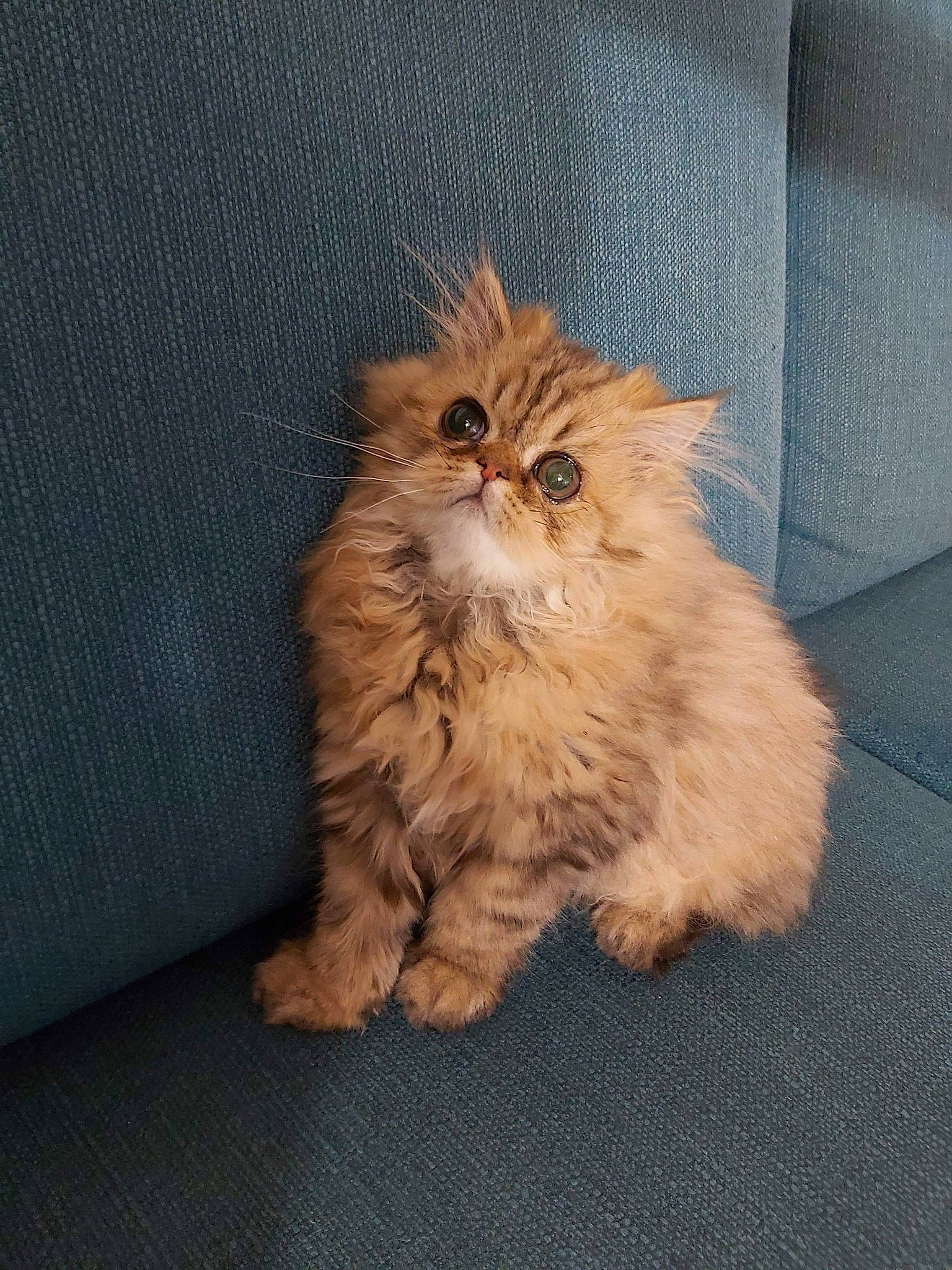 Cloe a rejoint le concours — aidez-le/la à gagner de superbes lots ! asian, asian_semi_longhair, british_longhair, british_semi_longhair, carnivore, cat, cymric, domestic_long_haired_cat, eye, fawn, felidae, fur, kitten, mammal, napoleon_cat, norwegian_forest_cat, persian, skin, small_to_medium_sized_cats, whiskers