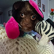 Amber is registered to the contest to win money with this photo: big_eyes, closeup, costume, cozy, cute, dog, face, framed_photos, indoors, knit_blanket, lamp, living_room, nose, pink, plush, puppy, small_dog, stuffed_toy, wall, zebra_toy