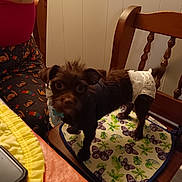 Amber joined the competition — help win amazing prizes! dog, diaper, clothing, chair, cushion, butterfly_pattern, indoor, person_partial, pajamas, brown_dog, pet, curious, furniture, table, phone, yellow_tablecloth, wooden_chair, animal, companion, home