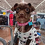 aisle, big_eyes, brown_fur, cart_handle, ceiling_lights, close_up, clothing_rack, collar, cute_pet, dog, human_advertisement, id_tag, leash, pet_clothing, pet_fashion, portrait, retail_store, shopping, shopping_cart, small_dog