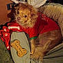 Dinky joined the competition — help win amazing prizes! dog, small_dog, red_shirt, dog_treat, bone_shaped_treat, blanket, bed, cozy, fur, pet, indoor, resting, curious, lap, clothing, canine, animal, companion, cute, relaxed