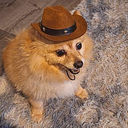 Prince joined the competition — help win amazing prizes! dog, fluffy, cowboy_hat, carpet, indoor, pet, cute, brown, fur, animal, small_hat, floor, curious, sitting, wide_eyes, domestic, companion, adorable, shaggy, cozy