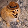 dog, fluffy, cowboy_hat, carpet, indoor, pet, cute, brown, fur, animal, small_hat, floor, curious, sitting, wide_eyes, domestic, companion, adorable, shaggy, cozy