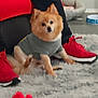 Prince joined the competition — help win amazing prizes! dog, small_dog, pet, indoor, carpet, gray_sweater, red_shoes, person_legs, toy, red_toy, shaggy_rug, pet_bed, furry, sitting, cozy, floor, furniture, casual, relaxed, home