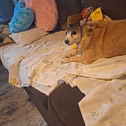 Buddy is registered to the contest to win money with this photo: dog, couch, cowboy_hat, pillow, blanket, indoor, carpet, sheet, brown_furniture, canine, pet, floral_pattern, cozy, relaxed, home, living_room, furniture, resting, animal, cute