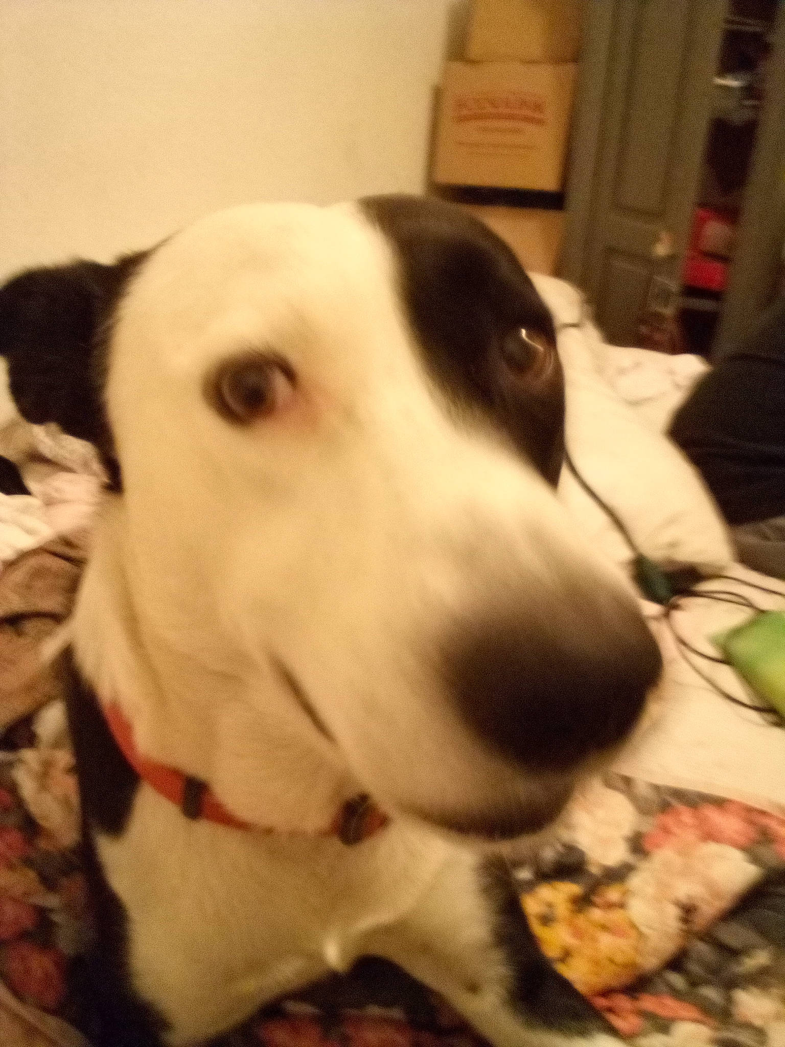 Bentley is registered to the contest to win money with this photo: canidae, carnivore, collar, companion_dog, dog, dog_breed, dog_collar, fur, monochrome_photography, non_sporting_group, pet_supply, sporting_group, tableware, terrestrial_animal, whiskers, working_animal, working_dog