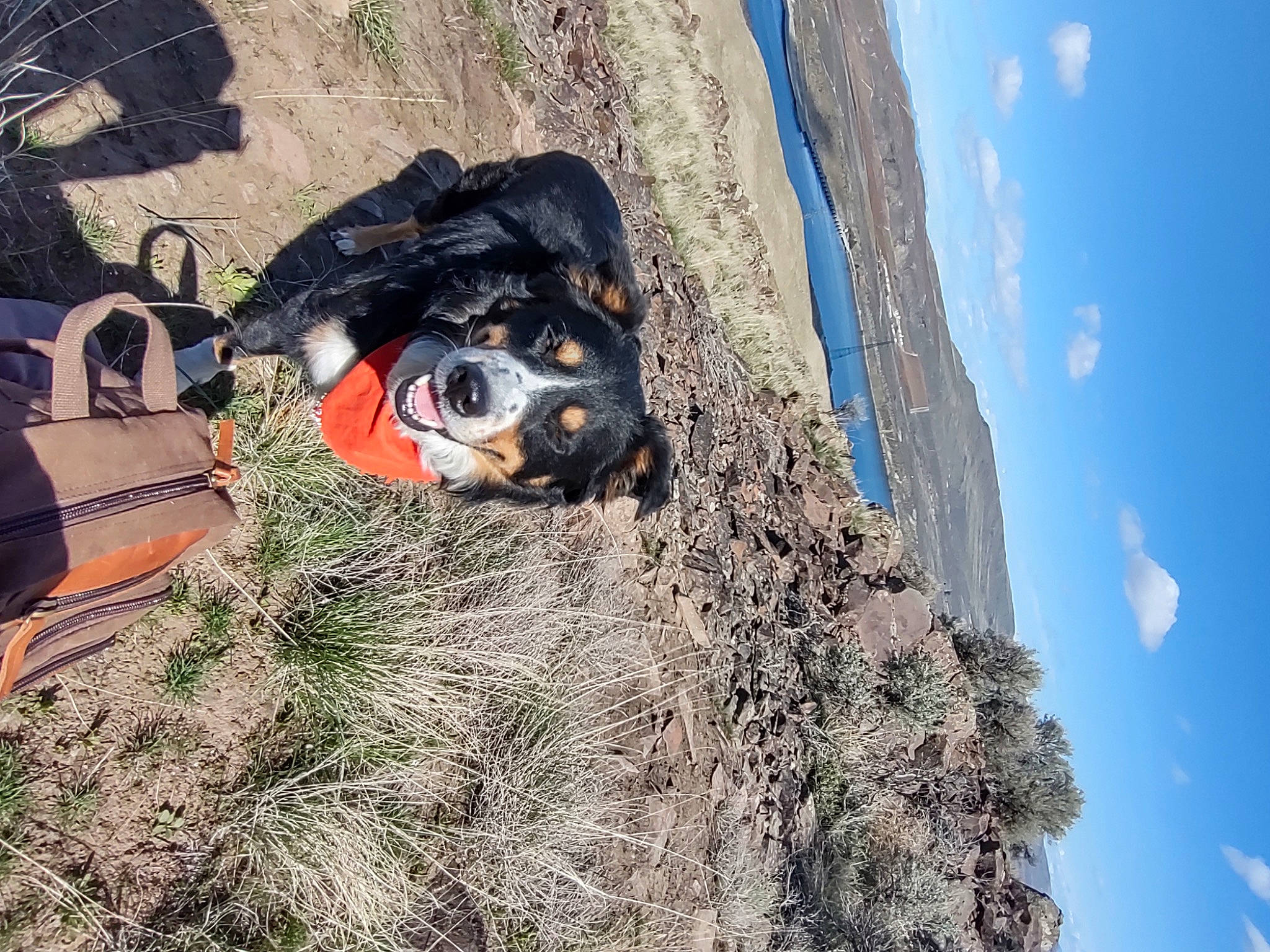 Butch joined the competition — help win amazing prizes! adventure, canidae, carnivore, cloud, dog, dog_breed, dog_hiking, extreme_sport, grass, landscape, personal_protective_equipment, plant, recreation, rock, sky, snout, soil, sporting_group, tree, working_animal