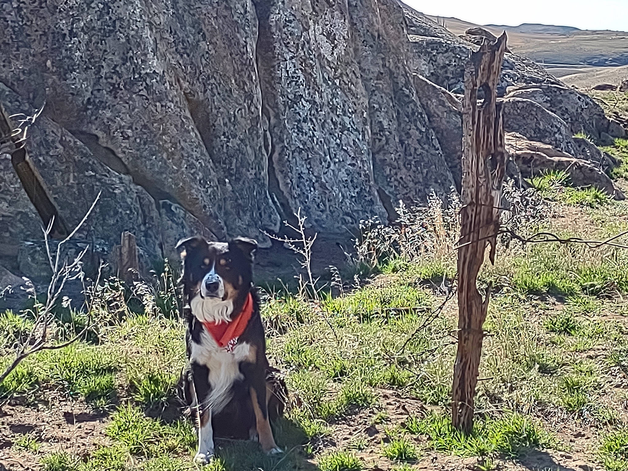 Butch is registered to the contest to win money with this photo: canidae, carnivore, companion_dog, dog, dog_breed, dog_hiking, forest, grass, grassland, landscape, mountain, plant, recreation, sky, slope, soil, sporting_group, trail, tree, working_animal