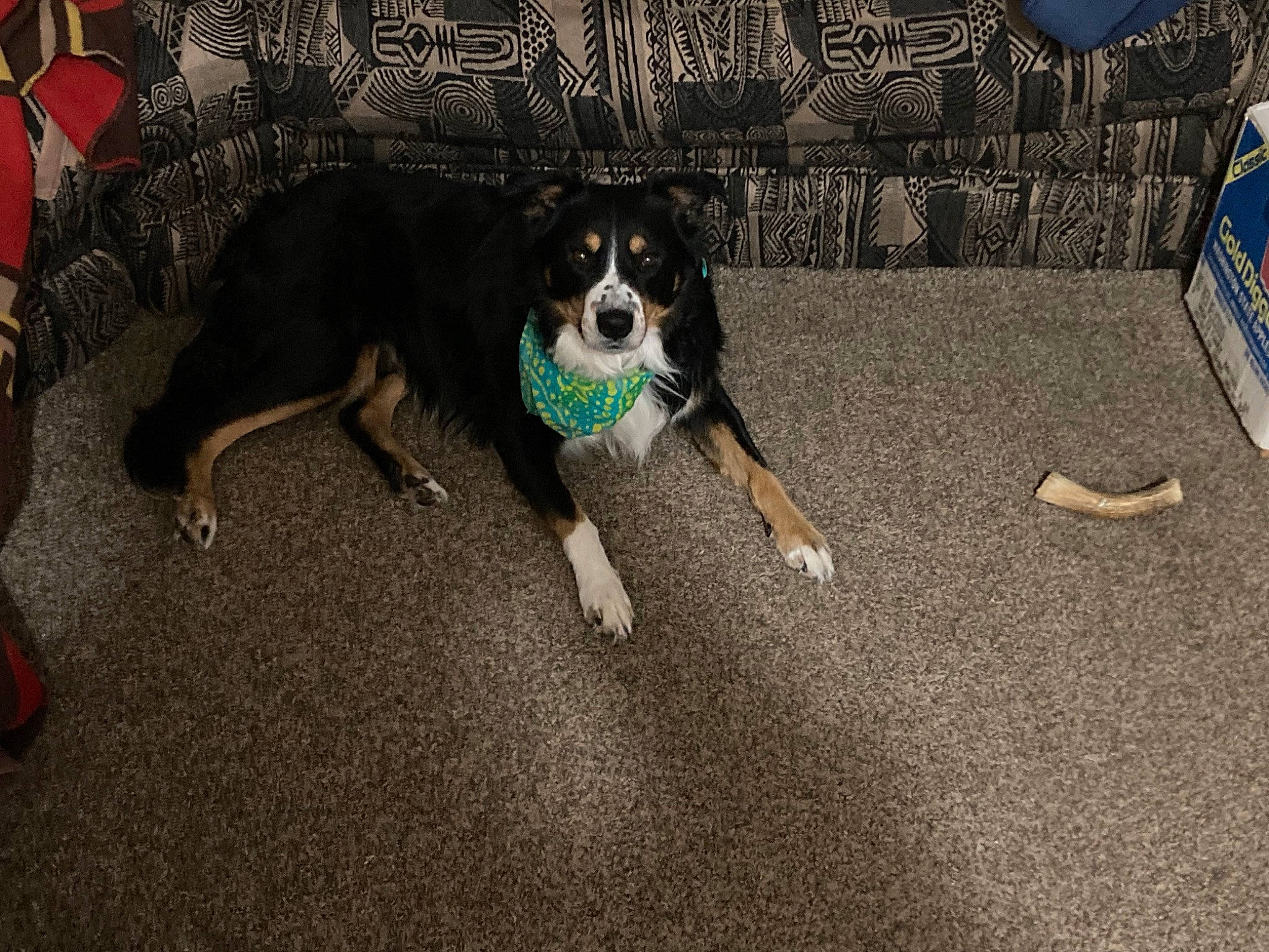 Butch joined the competition — help win amazing prizes! asphalt, automotive_tire, beaglier, canidae, carnivore, chair, companion_dog, dog, dog_breed, dog_supply, flooring, grass, house, paw, road_surface, sporting_group, tail, tree, working_animal, working_dog