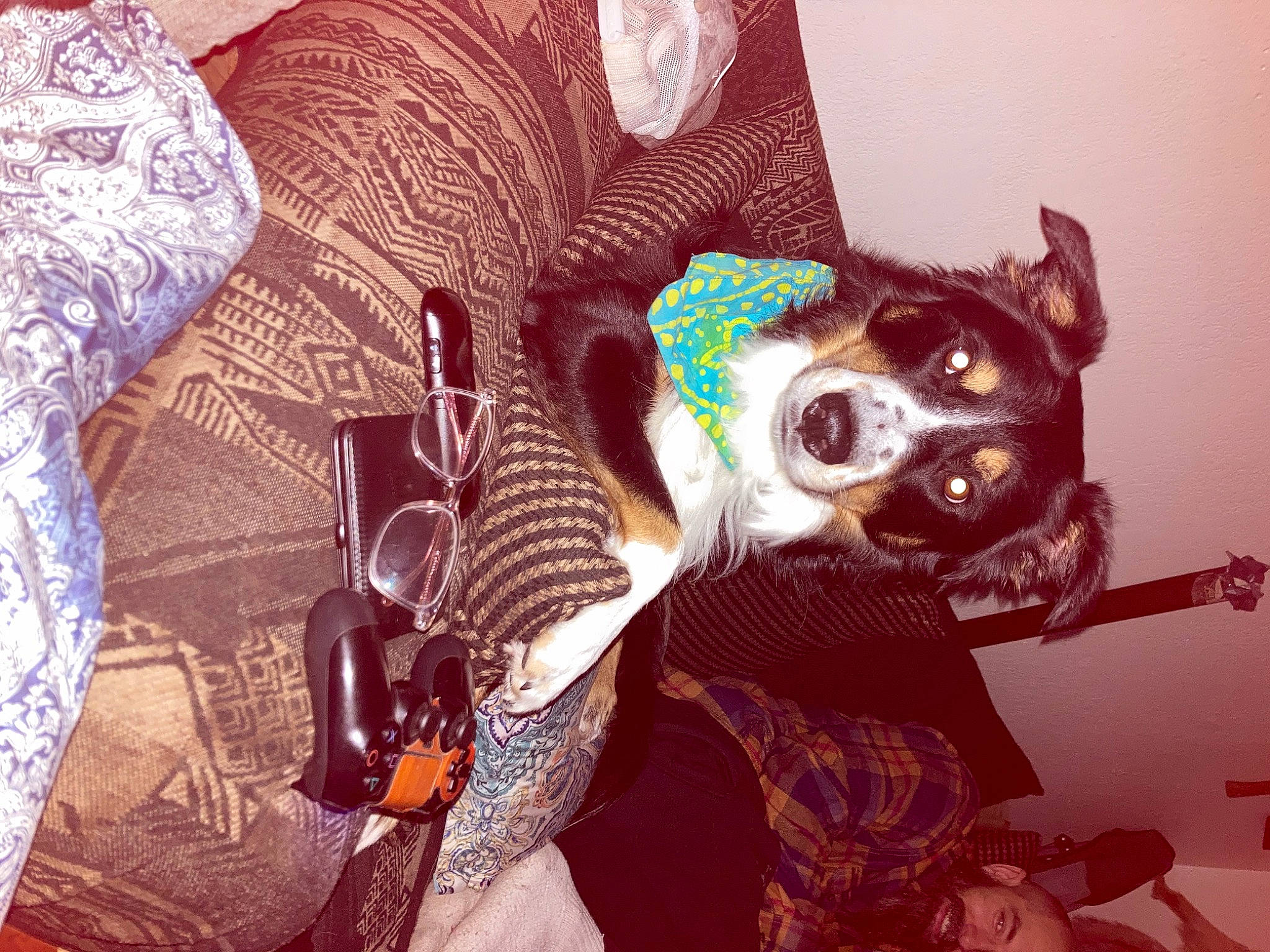 Butch joined the competition — help win amazing prizes! art, carnivore, companion_dog, dog_breed, eyewear, fawn, fun, goggles, hat, magenta, mask, party_hat, personal_protective_equipment, pink, purple, snout, sunglasses, vision_care, whiskers, working_animal