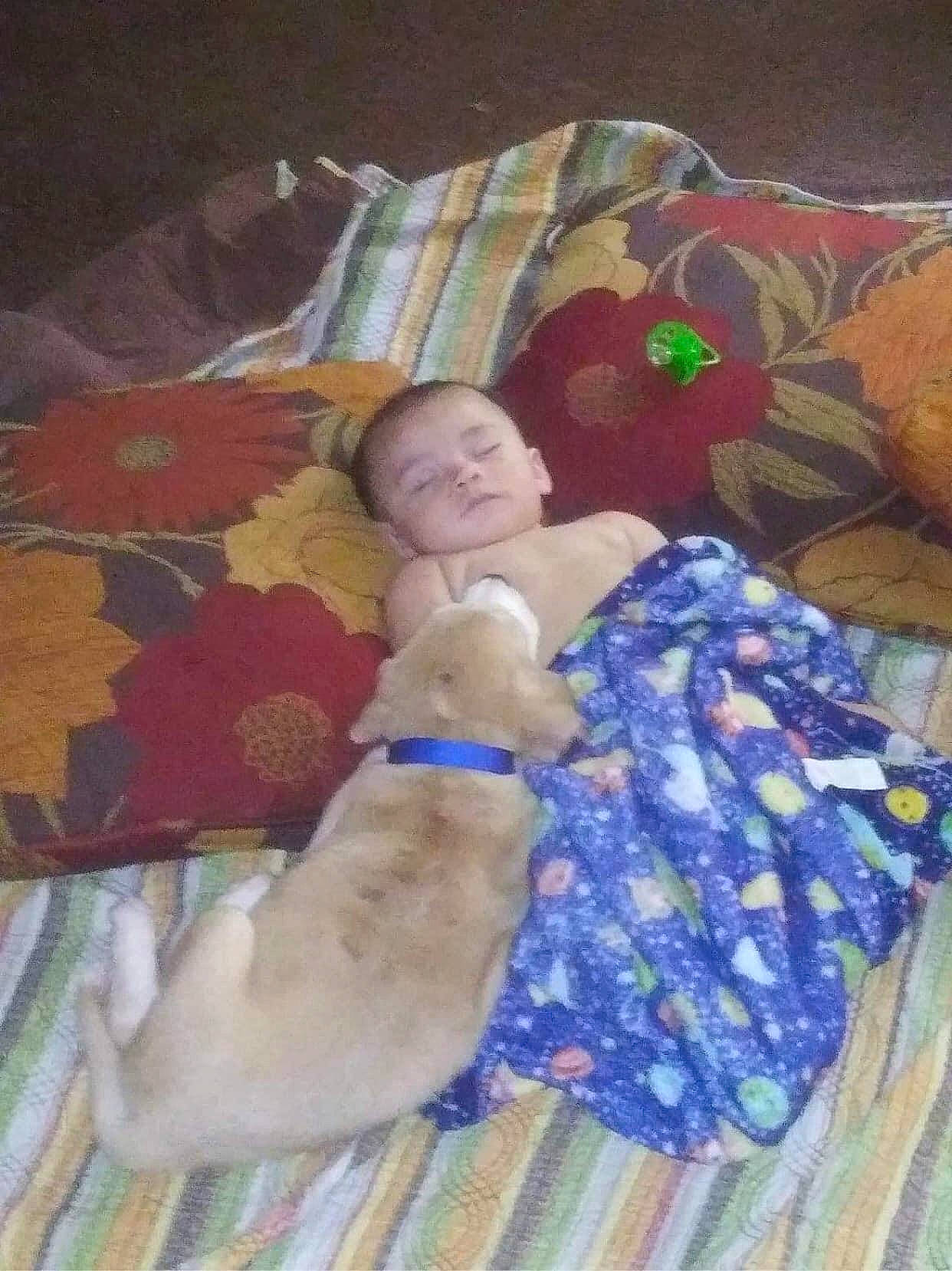 Jayden joined the competition — help win amazing prizes! bedtime, child, fawn, nap, person, sleep, sporting_group, vizsla