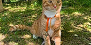 Roko participe au concours pour gagner de l'argent avec cette photo : cat, orange_tabby, leash, harness, grass, forest, tree, sunlight, outdoor, pet, animal, nature, whiskers, alert, sitting, greenery, daylight, moss, leaves, feline