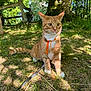 cat, orange_tabby, leash, harness, grass, forest, tree, sunlight, outdoor, pet, animal, nature, whiskers, alert, sitting, greenery, daylight, moss, leaves, feline