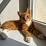 cat, kitten, orange_tabby, white_paws, windowsill, sunlight, shadow, indoor, pet, feline, cute, relaxed, fur, whiskers, ears, animal, domestic, young, portrait, window