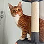 cat, orange_tabby, white_paws, cat_tree, indoor, curious, alert, pet, feline, fur, whiskers, ears, claws, animal, cute, domestic, standing, looking, home, lamp