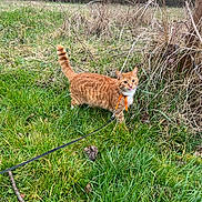 Roko participe au concours pour gagner de l'argent avec cette photo : cat, orange_tabby, grass, field, leash, collar, outdoor, nature, trees, dry_brush, animal, pet, feline, curious, tongue_out, walking, greenery, daylight, wildlife, exploring