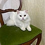 Mueza participe au concours pour gagner de l'argent avec cette photo : animal, cat, chair, cute, domestic_cat, ears, eyes, fluffy, fur, furniture, green_chair, indoor, looking_at_camera, paws, pet, portrait, sitting, vintage_furniture, whiskers, white_cat