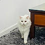 Mueza participe au concours pour gagner de l'argent avec cette photo : animal, carpet, cat, cute, domestic, ears, floor, fluffy, fur, furniture, glass_top, home, indoor, pet, rug, table, walking, whiskers, white_cat, wooden_table
