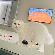 Mueza a rejoint le concours — aidez-le/la à gagner de superbes lots ! alert, amber_eyes, cat, clean, countertop, curious, domestic_animal, feline, fluffy, fur, house, indoor, living_room, natural_light, open_window, pet, table, television, tennis, white_cat