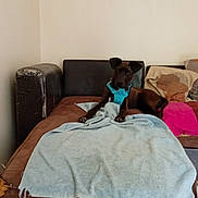 Lego participe au concours pour gagner de l'argent avec cette photo : dog, brown_couch, towel, indoor, pet, relaxed, harness, floor, wall, cushions, furniture, resting, domestic, animal, comfortable, living_room, household, wearing, canine, seat